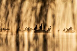 Grand final : chanteurs, comédiens et figurants de l’opéra lacustre montent une dernière fois sur scène pour tirer leur révérence.
Lorsque le soleil du matin embrase les brumes, la représentation des grands cormorans s’achève. / © Alessandro Staehli