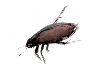 Gyrin La mare mystérieuse et ses insectes - La Salamandre