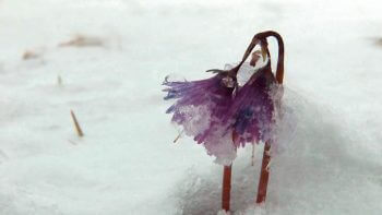 Image tirée du film «Premières loges» / © Vincent Chabloz