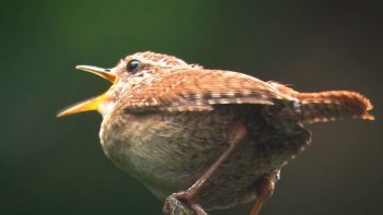 Image tirée du film «Premières loges» / © Vincent Chabloz