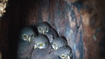 Image tirée du film «Premières loges» / © Vincent Chabloz