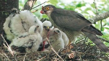 Image tirée du film «Premières loges» / © Vincent Chabloz