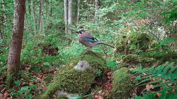 Image tirée du film «Premières loges» / © Vincent Chabloz