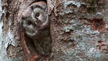 Image tirée du film «Premières loges» / © Vincent Chabloz