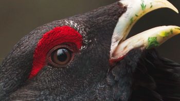 Image tirée du film «Premières loges» / © Vincent Chabloz