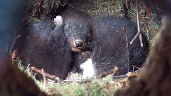 Image tirée du film «Premières loges» / © Vincent Chabloz