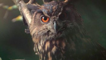 Image tirée du film «Premières loges» / © Vincent Chabloz