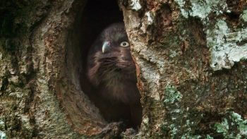 Image tirée du film «Premières loges» / © Vincent Chabloz