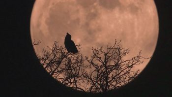 Image tirée du film «Premières loges» / © Vincent Chabloz