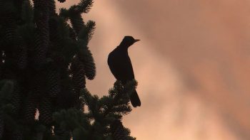 Image tirée du film «Premières loges» / © Vincent Chabloz