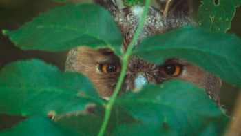 Image tirée du film «Premières loges» / © Vincent Chabloz