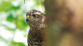 Image tirée du film «Premières loges» / © Vincent Chabloz