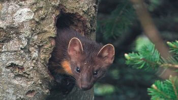 Image tirée du film «Premières loges» / © Vincent Chabloz