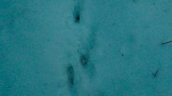 La Minute Nature réalisée pendant ce reportage. / © Julien Perrot