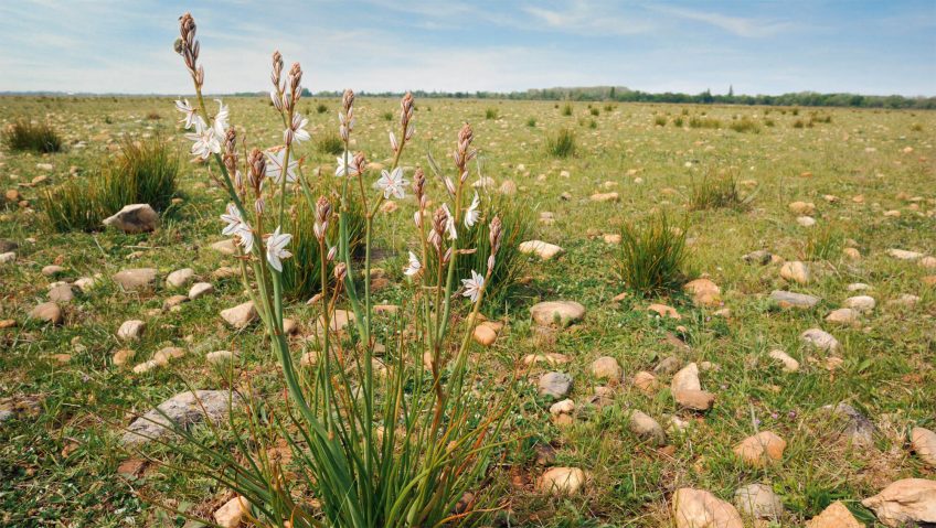 Le coussoul, steppe caillouteuse de la plaine de la Crau. Balade dans la plaine de Crau à la recherche du ganga cata