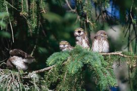 © Christian Fosserat