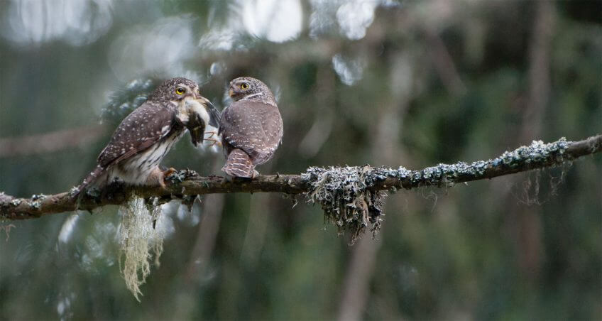 La chevêchette, petit diable du Vercors - La Salamandre