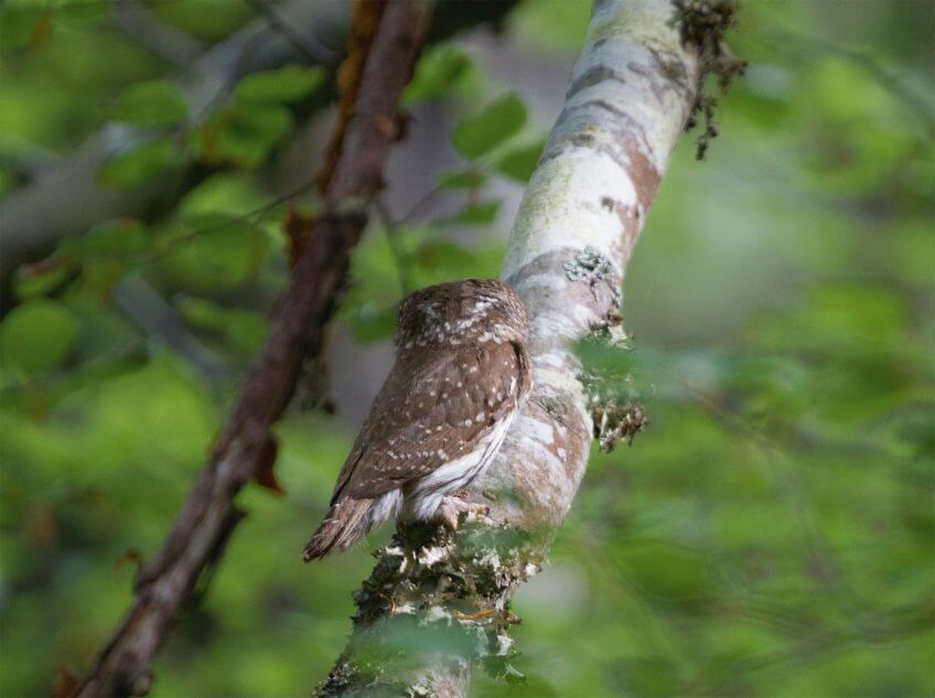 La chevêchette, petit diable du Vercors - La Salamandre