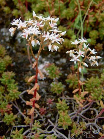L'orpin blanc est une plante emblématique des milieux rocheux Non à la destruction du paysage jurassien par le casse-cailloux - La Salamandre