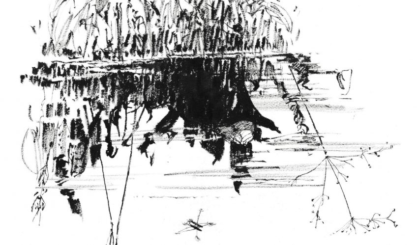 La mare mystérieuse et ses insectes - La Salamandre