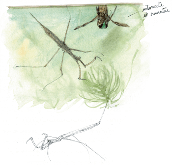 La mare mystérieuse et ses insectes - La Salamandre
