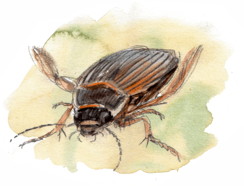 La mare mystérieuse et ses insectes - La Salamandre