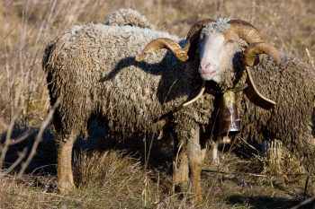 Mérinos d’Arles La plaine de Crau, le pays des ganga cata - La Salamandre