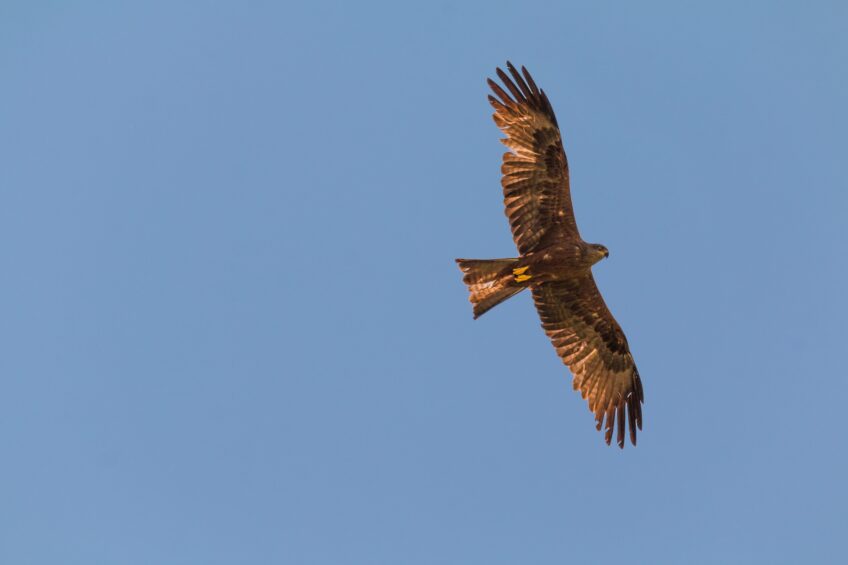Buse variable ou milan noir ?