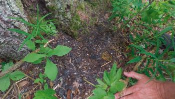 Minute Nature réalisée dans le Vercors  
 / © Julien Perrot