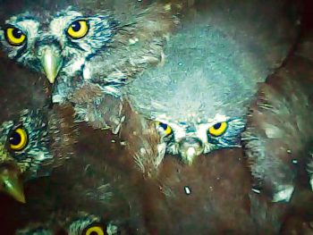 Minute Nature réalisée dans le Vercors  
 / © Julien Perrot