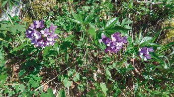 Minute Nature réalisée dans le Vercors  
 / © Julien Perrot