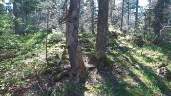 Minute Nature réalisée dans le Vercors  
 / © Julien Perrot