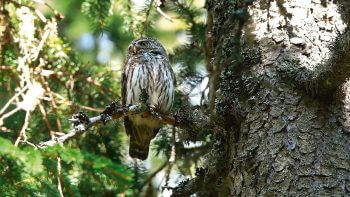 Minute Nature réalisée dans le Vercors  
 / © Julien Perrot