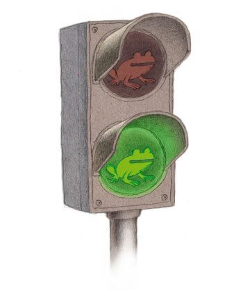 Migration des grenouilles, aidons les à traverser la route - La Salamandre