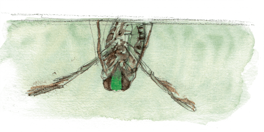 Notonecte sous l'eau La mare mystérieuse et ses insectes - La Salamandre