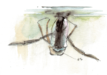 Notonecte sous l'eau La mare mystérieuse et ses insectes - La Salamandre