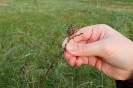 Procurez-vous des semences de fleurs de prairies soit dans le commerce, soit en prélevant vous même des graines dans la nature. Pour cela, repérez des centaurées, origans, lotiers, marguerites… suivez leur floraison puis récoltez des graines mûres et bien sèches issues de plusieurs pieds différents pour un meilleur brassage génétique. Prenez soin d’en laisser toujours sur place. Pas de razzia.