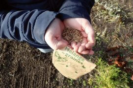 Conservez vos graines dans une enveloppe en papier kraft que vous stockerez dans un endroit sec, aéré et à l’abri des souris jusqu’au jour du semis.