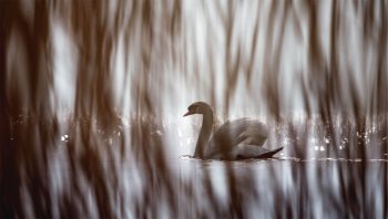 Prélude : le lever de rideau est imminent. Déjà, quelques vers échappés d’un poème de Rainer Maria Rilke ouvrent le spectacle.
« Un cygne avance sur l’eau tout entouré de lui-même, comme un glissant tableau. »