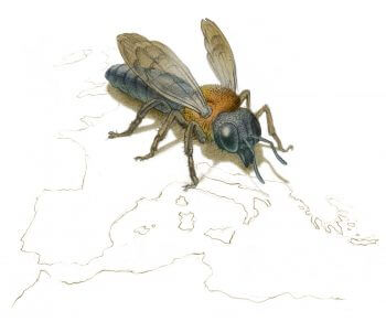 Une nouvelle espèce d'abeille exotique envahissante en France - La Salamandre