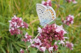 Un azuré s’offre un bol de nectar sur les fleurs d’origan Un azuré s’offre un bol de nectar sur les fleurs d’origan / © Arco Images / Alamy