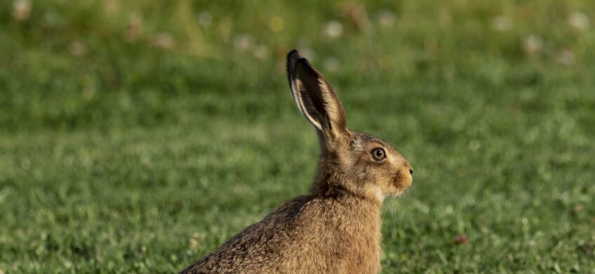 Lièvre ou lapin ?