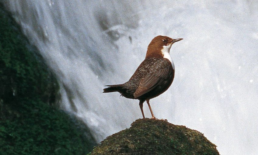 Cincle devant des chutes d'eau