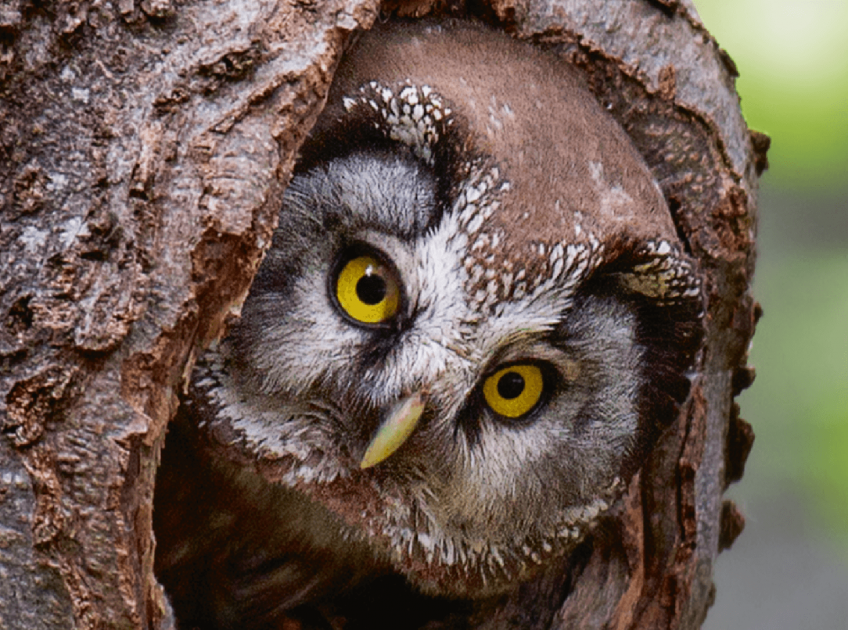 Chouette ! Les lutins aux yeux d'or