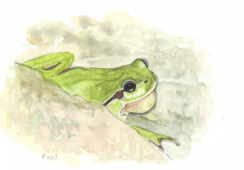 La cacophonie de la rainette - La Salamandre