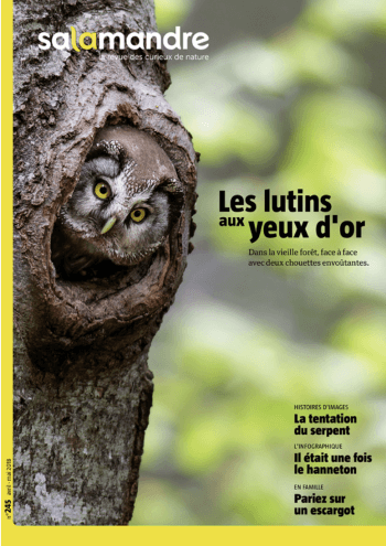 Chouette les lutins aux yeux d'or.