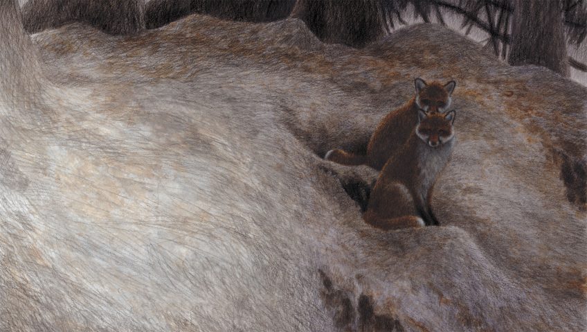 dessin de deux renards sur leur terrier