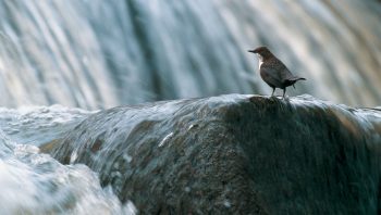 Bien en vue sur leur caillou, les cincles mâles se tiennent prêts à chasser d’éventuels concurrents et à séduire une ou parfois plusieurs femelles. Le soir venu, ils se réfugient sous des racines ou dans un repli de la berge pour être à nouveau fidèles au poste dès l’aube. Bien en vue sur leur caillou, les cincles mâles se tiennent prêts à chasser d’éventuels concurrents et à séduire une ou parfois plusieurs femelles. Le soir venu, ils se réfugient sous des racines ou dans un repli de la berge pour être à nouveau fidèles au poste dès l’aube.