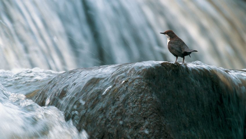 Cincle plongeur perché sur un caillou au milieu d'une rivière