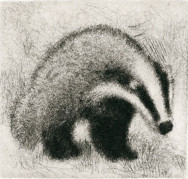 Blaireau dessin de blaireau